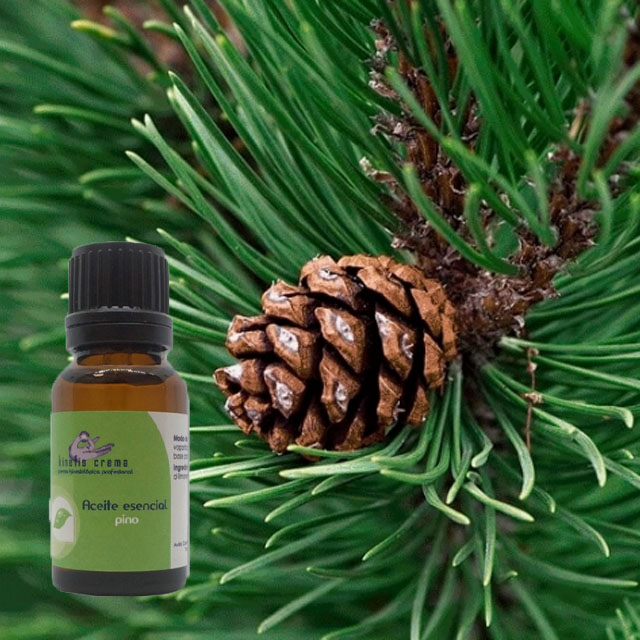 aceite-esencial-de-pino-propiedades-ortoprime